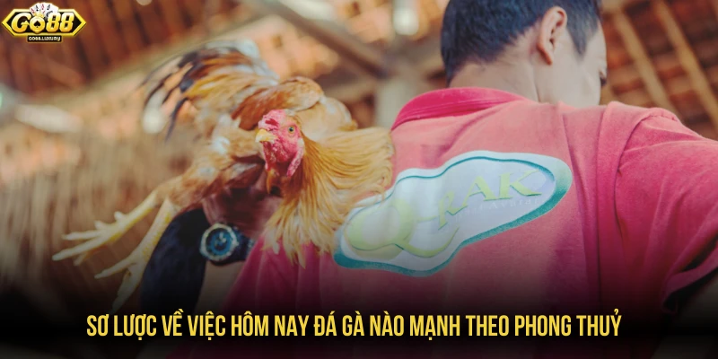 Sơ lược về việc hôm nay đá gà nào mạnh theo phong thuỷ